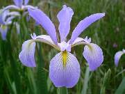 Spuria Wayne's Blue